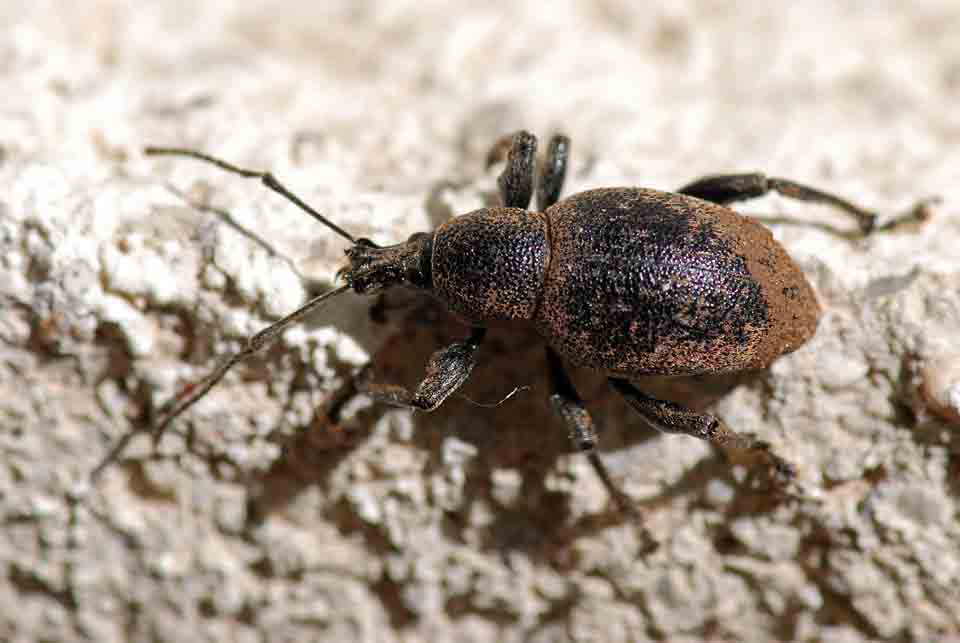Otiorhynchus (Otiorhynchus) bisulcatus